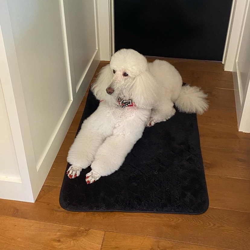 betheroff's tweet image. new dog ?