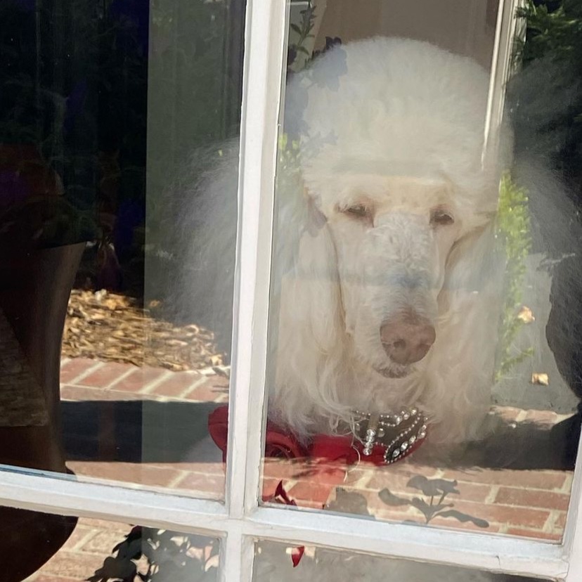 betheroff's tweet image. new dog ?