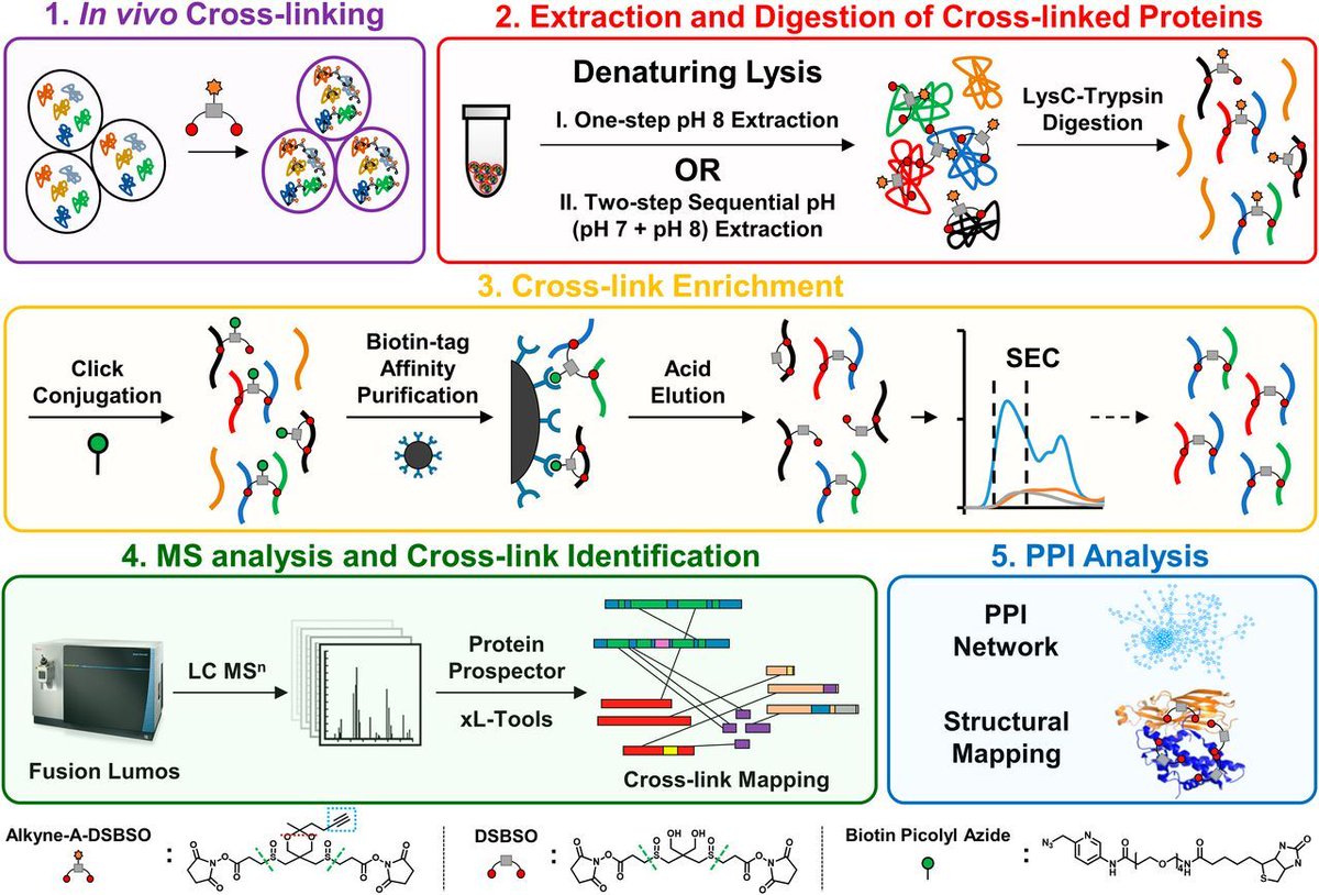 Protein interaction landscapes revealed by advanced in vivo cross-linking–mass spectrometry | buff.ly/2WNDZeP #proteomics