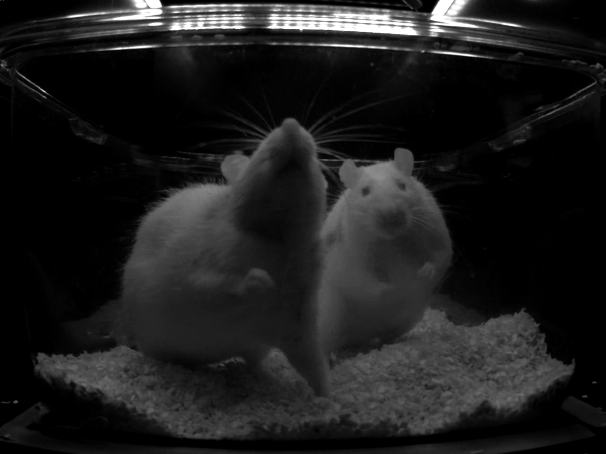 NeuroAlc's tweet photo. #SciencePhoto_IN
"Ratas esperando para poder enseñarnos"
Autora: Aroa Sanz
Lab: Dra. Cristina Márquez @CrisMarquezVega https://t.co/7BwOAU1GeG