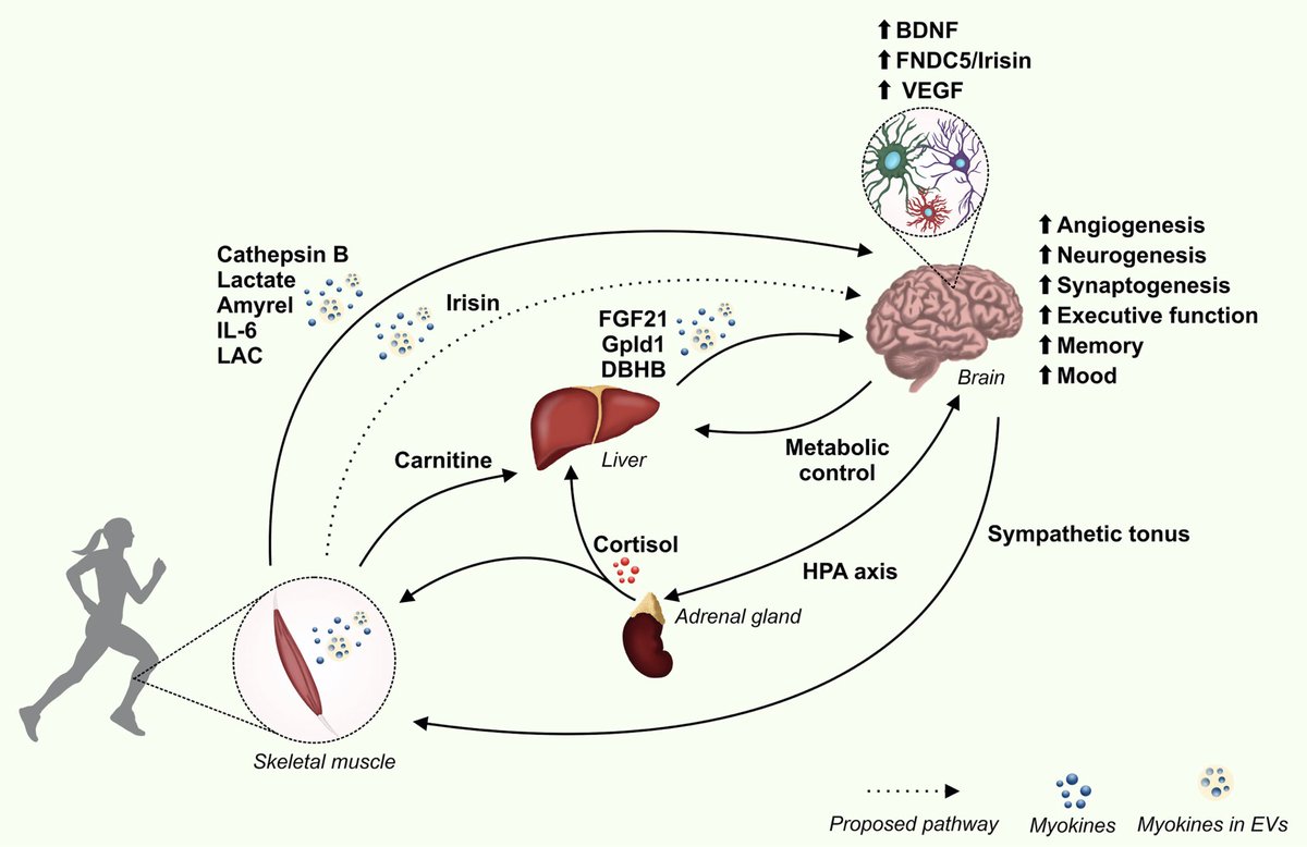 How does the skeletal muscle contribute to brain function?

Alinny R. Isaac et al. Neuropharmacology
sciencedirect.com/science/articl…