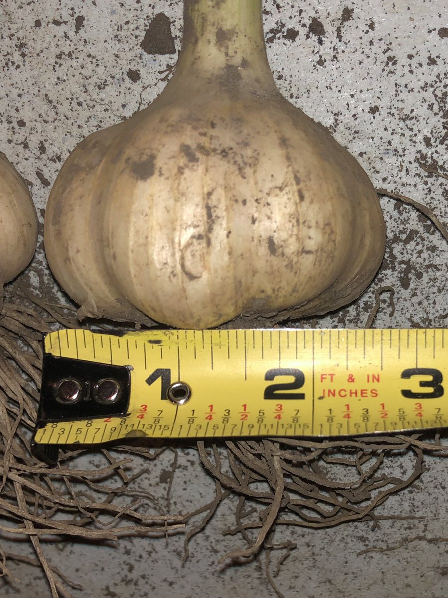 TravisCranmer's tweet photo. Interested in growing virus and nematode-free garlic from the Garlic Growers of Ontario clean seed program? The cut-off to order this year is August 15th. These photos are from roundels planted in the fall of 2020! @ONgrownGarlic https://t.co/tOyGR6beJc