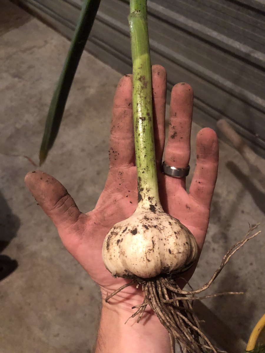 TravisCranmer's tweet photo. Interested in growing virus and nematode-free garlic from the Garlic Growers of Ontario clean seed program? The cut-off to order this year is August 15th. These photos are from roundels planted in the fall of 2020! @ONgrownGarlic https://t.co/tOyGR6beJc