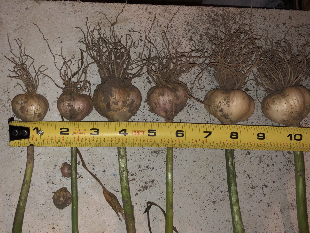 TravisCranmer's tweet photo. Interested in growing virus and nematode-free garlic from the Garlic Growers of Ontario clean seed program? The cut-off to order this year is August 15th. These photos are from roundels planted in the fall of 2020! @ONgrownGarlic https://t.co/tOyGR6beJc