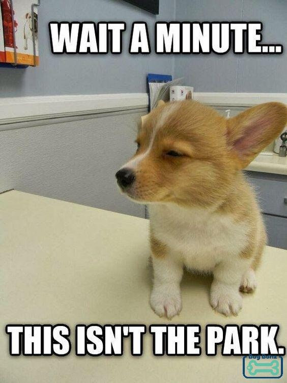 Bark__Paws's tweet photo. Just a little white lie is fine in this situation, right?
.
.
.
#BarkPaws #Dogs #Dogsitting #DogsLife #DogsCorner #DogsAndPals #DogsLover #DogLover #DogStyle #DogsAreFamily #DogSelfie #DogsRule #DogsOnAdventures #PetSupplies #PetAccessories #DogAccessories #StylishDogs https://t.co/TbjJ5J1uRZ