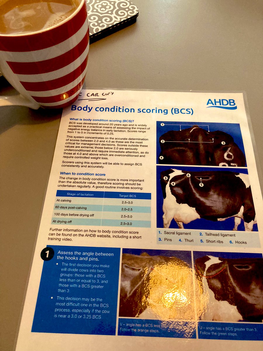 djccharles's tweet photo. Wrapping off my work day #farm24 where I started - at my desk having an advice call to a client! #teamdairy this time chatting about condition scoring and #transitioncows (obviously this means time for another brew!) https://t.co/CyksO7XKUM