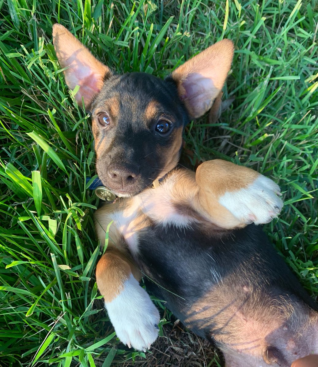 AlexhelpDuke's tweet photo. Jack who lives on the same farm as Duke wants his big buddy home. https://t.co/7qn6KH5He6 https://t.co/VxdCktWXC4