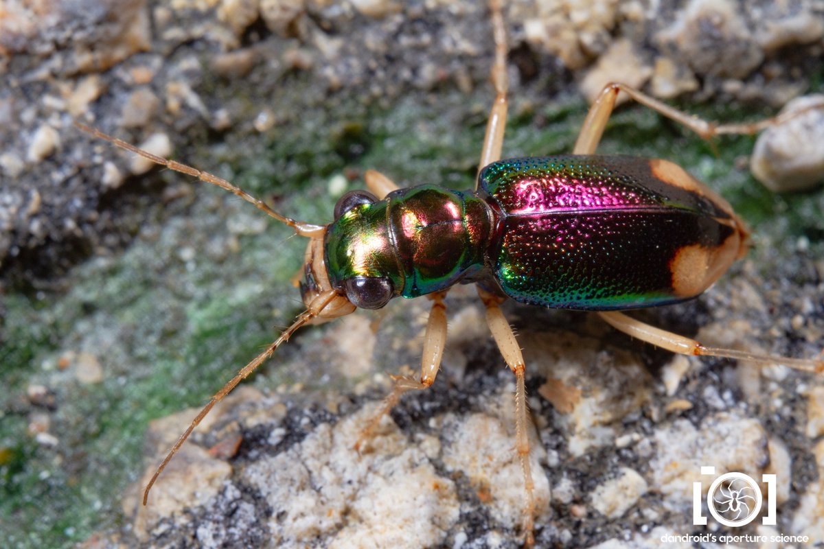 apsciencebydan's tweet photo. #ThingsSeenAtWork
Carolina Tiger Beetle! Almost stepped on it when I got out of my truck, in a school parking lot. I relocated it before I left. https://t.co/LMRFref7TQ