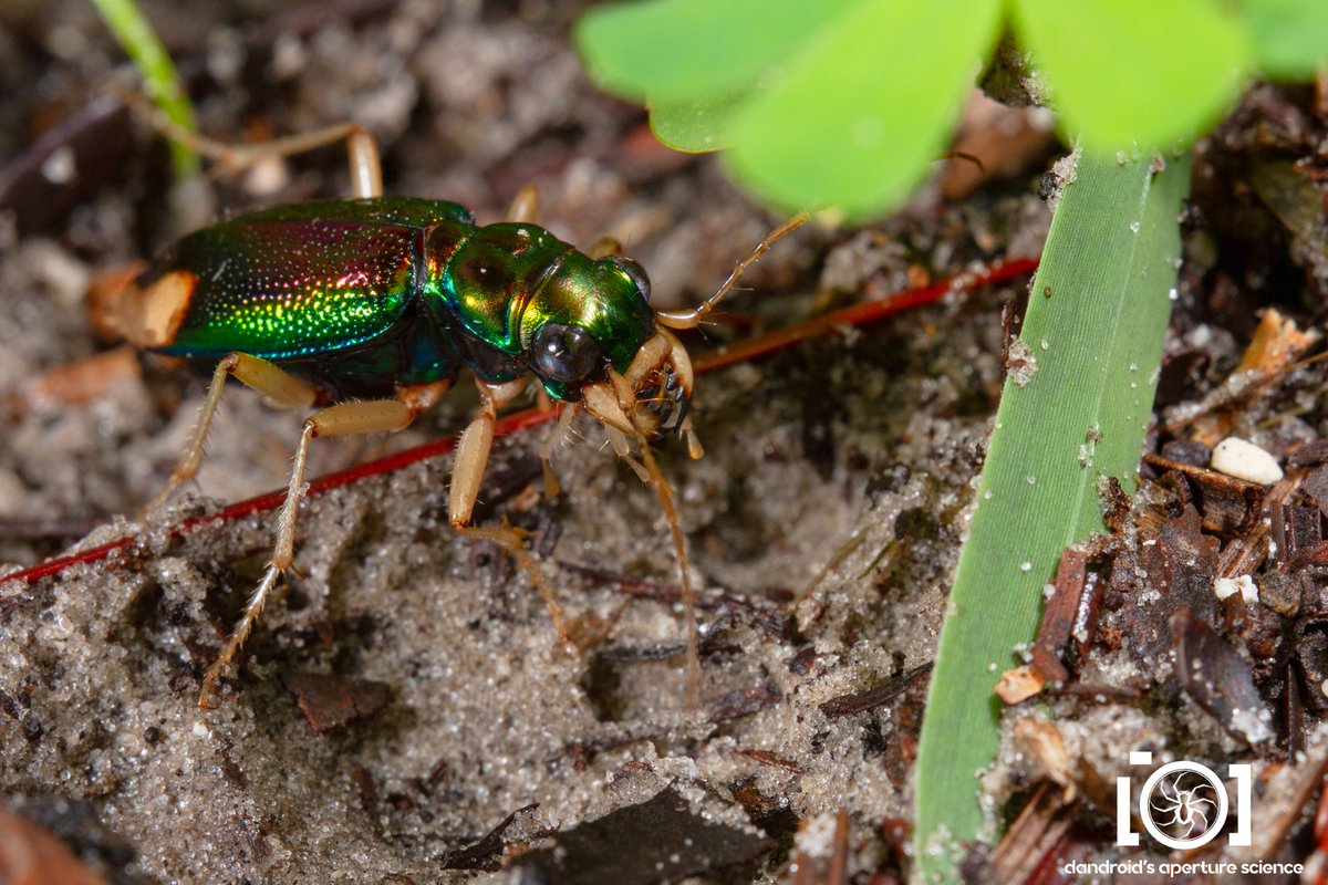 apsciencebydan's tweet photo. #ThingsSeenAtWork
Carolina Tiger Beetle! Almost stepped on it when I got out of my truck, in a school parking lot. I relocated it before I left. https://t.co/LMRFref7TQ