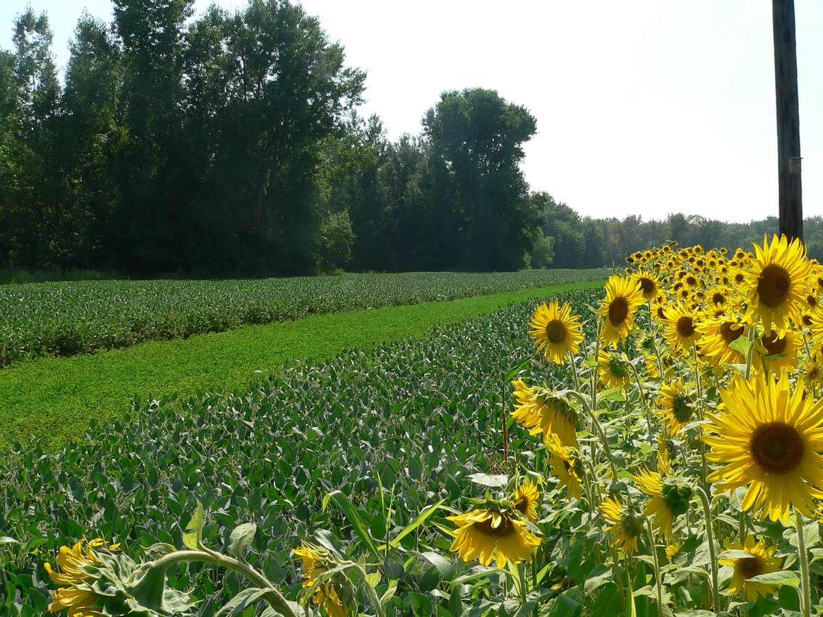 Make sure to stop in and get your food plot seed and fertilizer with 12 different cultivars getting planted from our 2 farm store locations. Learn more: chsrochester.com/farm-feed-store