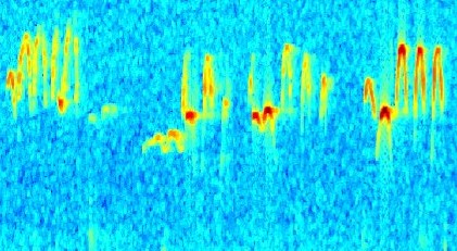 NeuroAlc's tweet photo. #SciencePhoto_IN
“Cantando en el laberinto”
Autor: Michael Gachomba @MikeGacho
Lab: Dra. Cristina Márquez @CrisMarquezVega
“Espectrograma de las vocalizaciones ultrasónicas (USVs en inglés) de rata, inaudibles a nuestros oidos. Las ratas modulan la frecuencia de las...1/2 https://t.co/XbGR93RSRS