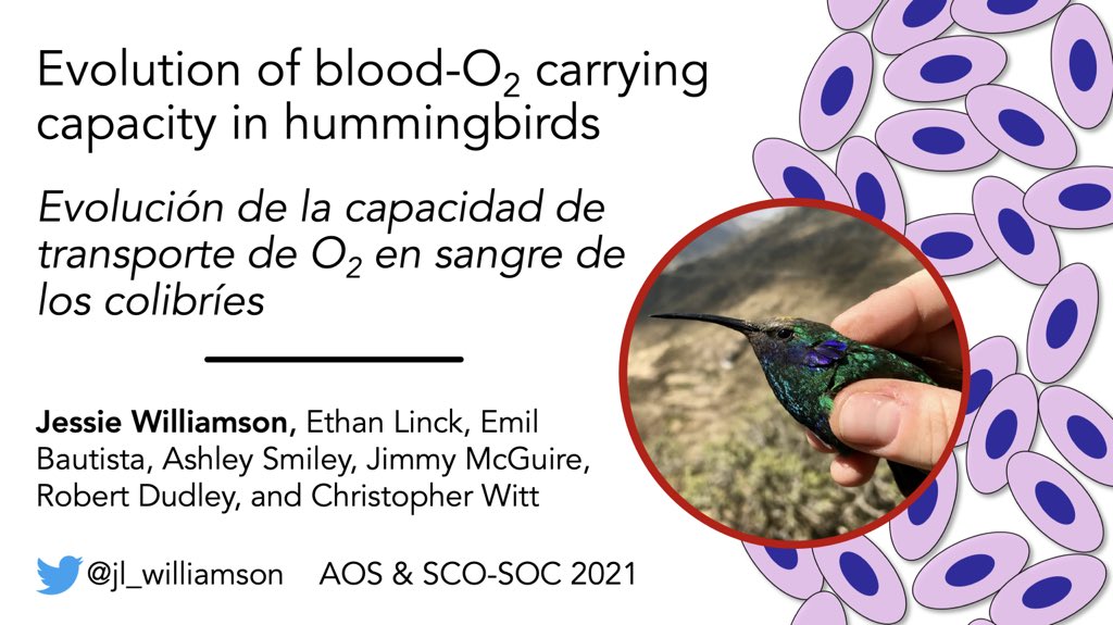 jl_williamson's tweet image. Beefy topic, ⚡️lightning talk⚡️: Come hear about discoveries in hummingbird blood physiology revealed by &amp;gt;15 years of data from the Andes. Next Thursday 8/12 at 14:26 ET in the #2021AOS_SCO ‘mega-diverse tropical montane avifaunas’ symposium, org. by @BenGFreeman1