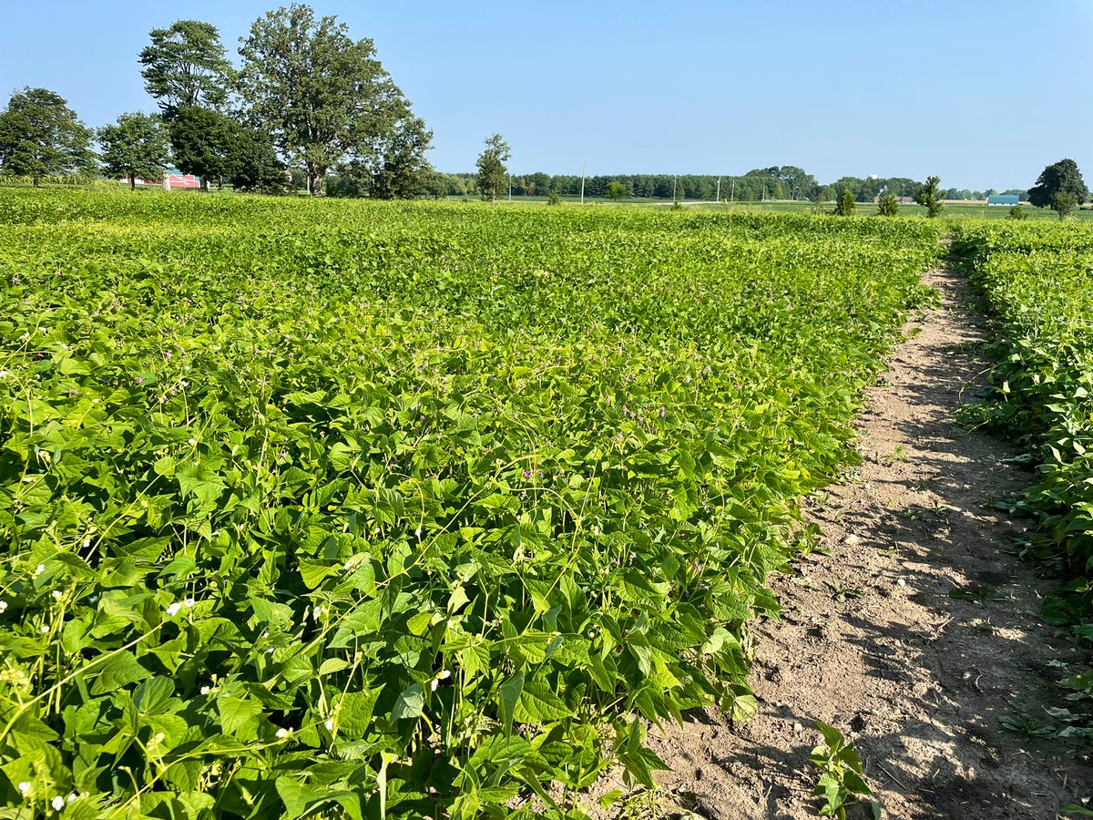 It’s been a busy season but we are taking some time to evaluate varieties in preparation for winter crop planning. We are appreciative of all of the great research done in Ontario!