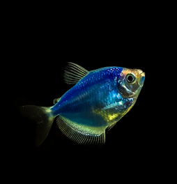 ABEProgOffice's tweet image. How do you get your students “hooked” on #biotech? In this video, a veteran ABE teacher @pinkerteach explains how he uses transgenic #GloFish to engage kids. These fish are genetically modified to fluoresce if their water is polluted! Check it out!: youtu.be/LuhR1326MeI