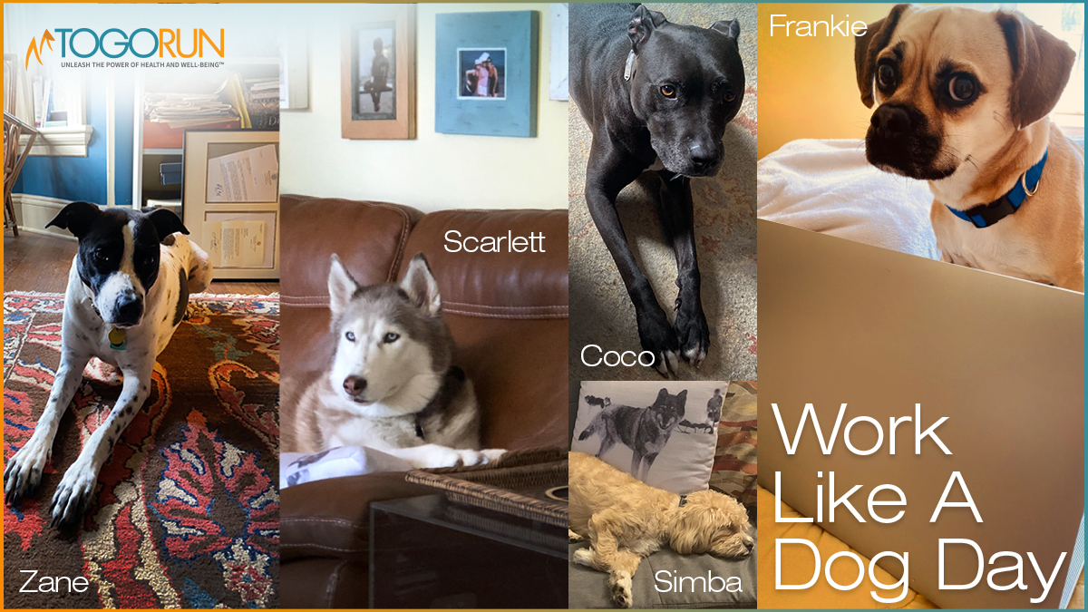 Happy Work Like a Dog Day! Check out some of our Togo pups hard at work! #WorkLikeADogDay #TypicallyTogo