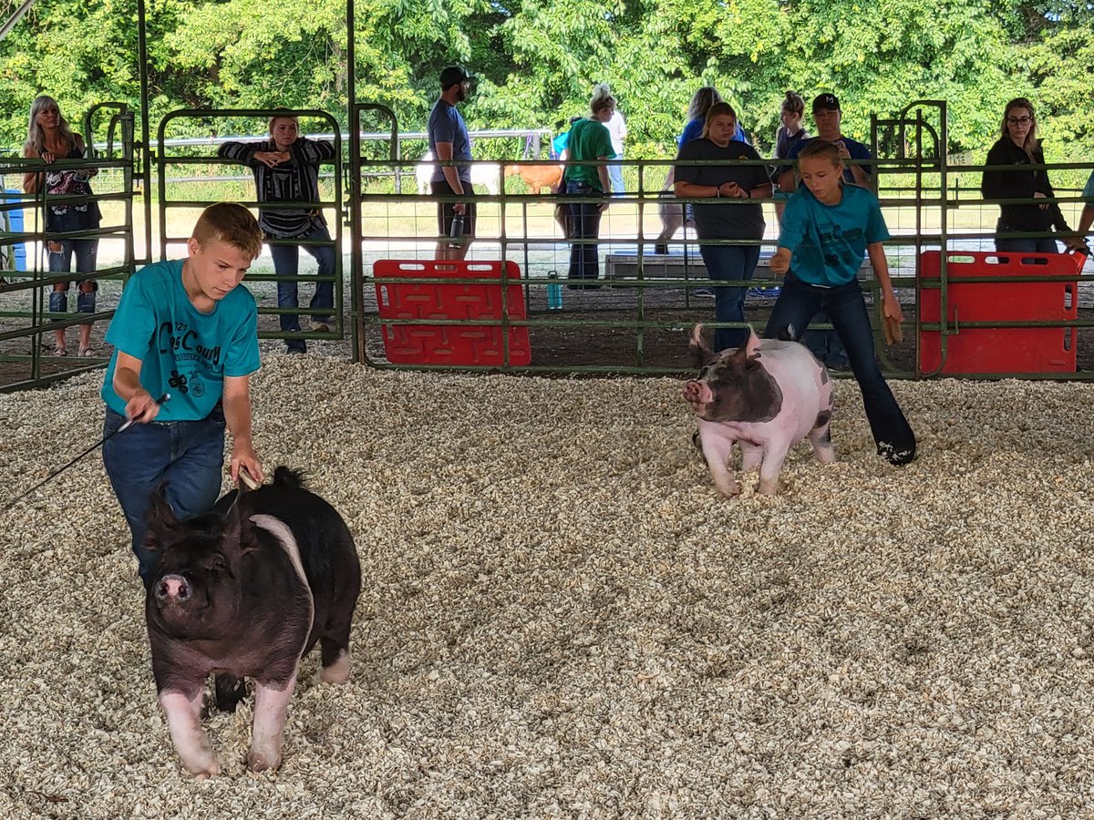 MUExtCassAg's tweet photo. 4-H and FFA youth working with and showing their livestock at the Cass County Junior Livestock Show. What a great way to develop the next generation of agricultural leaders in our state and country. #ExtendMU #2xAg2030 https://t.co/gAaKAgZJ0r