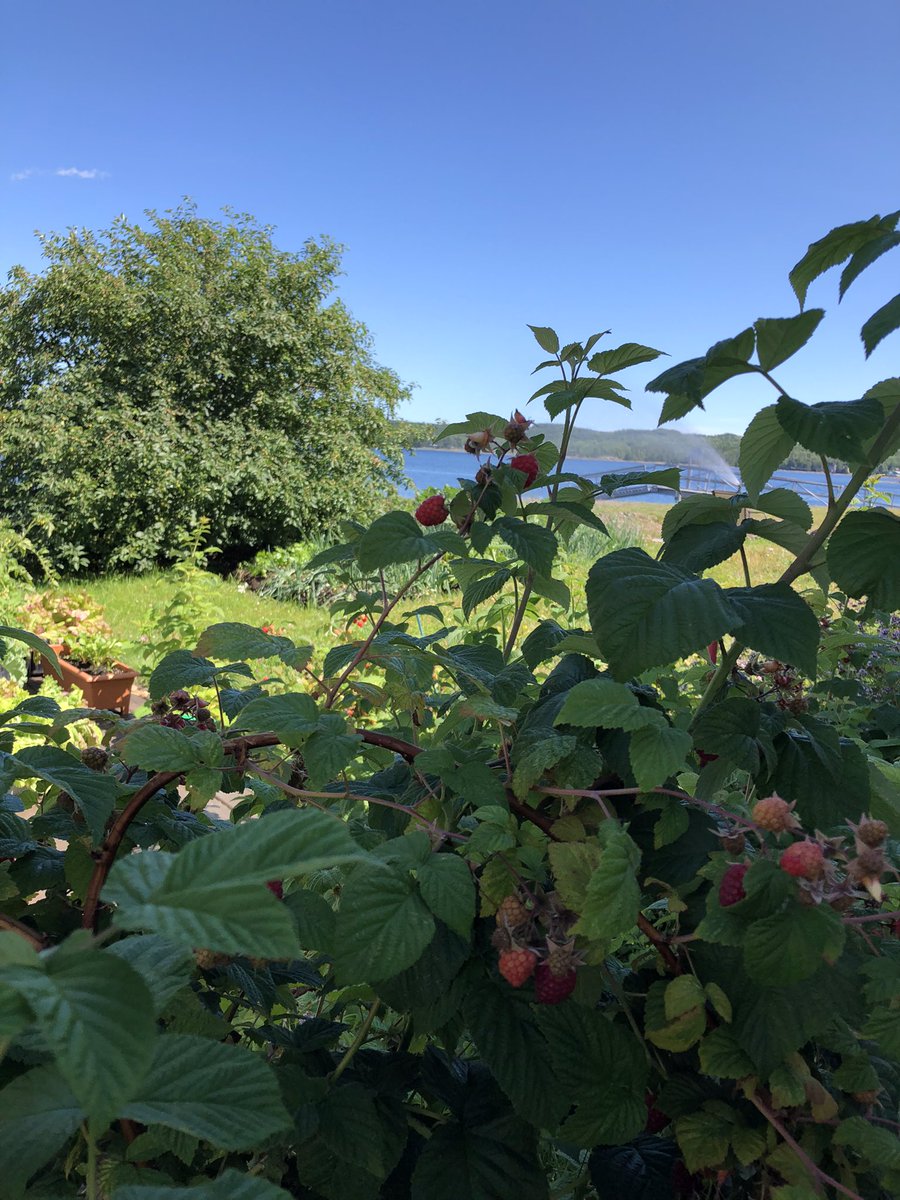 PatriciaHooperA's tweet photo. Picking raspberries in the back garden but it’s hard not to be distracted by squids squirtin’ & salmon jumping - true #backyardbeckons moments. Enjoy this great day! #NLsummer https://t.co/H4gj9wNPuU