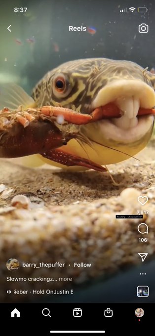 Look at this fish https://t.co/Z6l55sV8kG