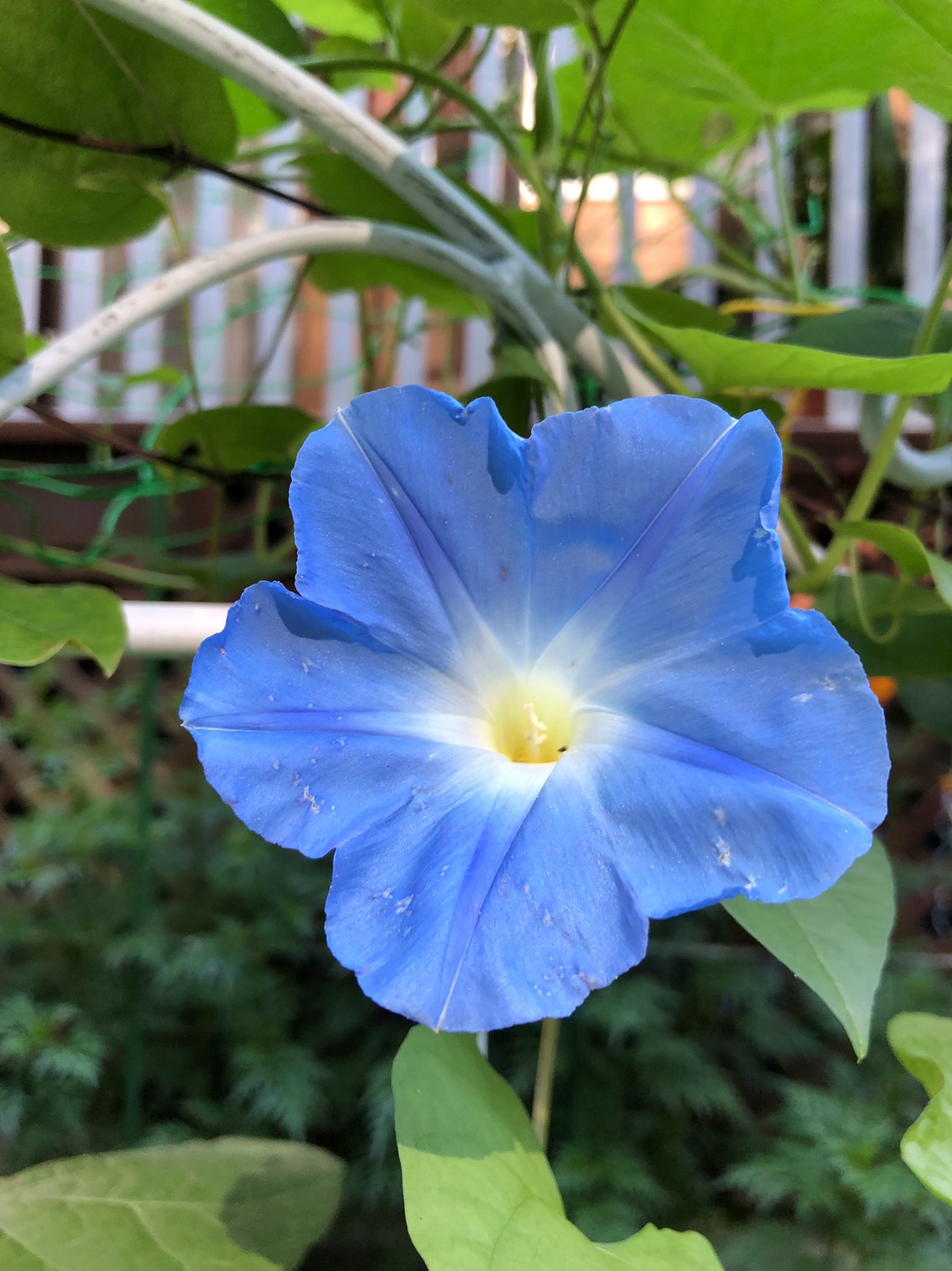 あなたに見せたくて Twitter Search Twitter