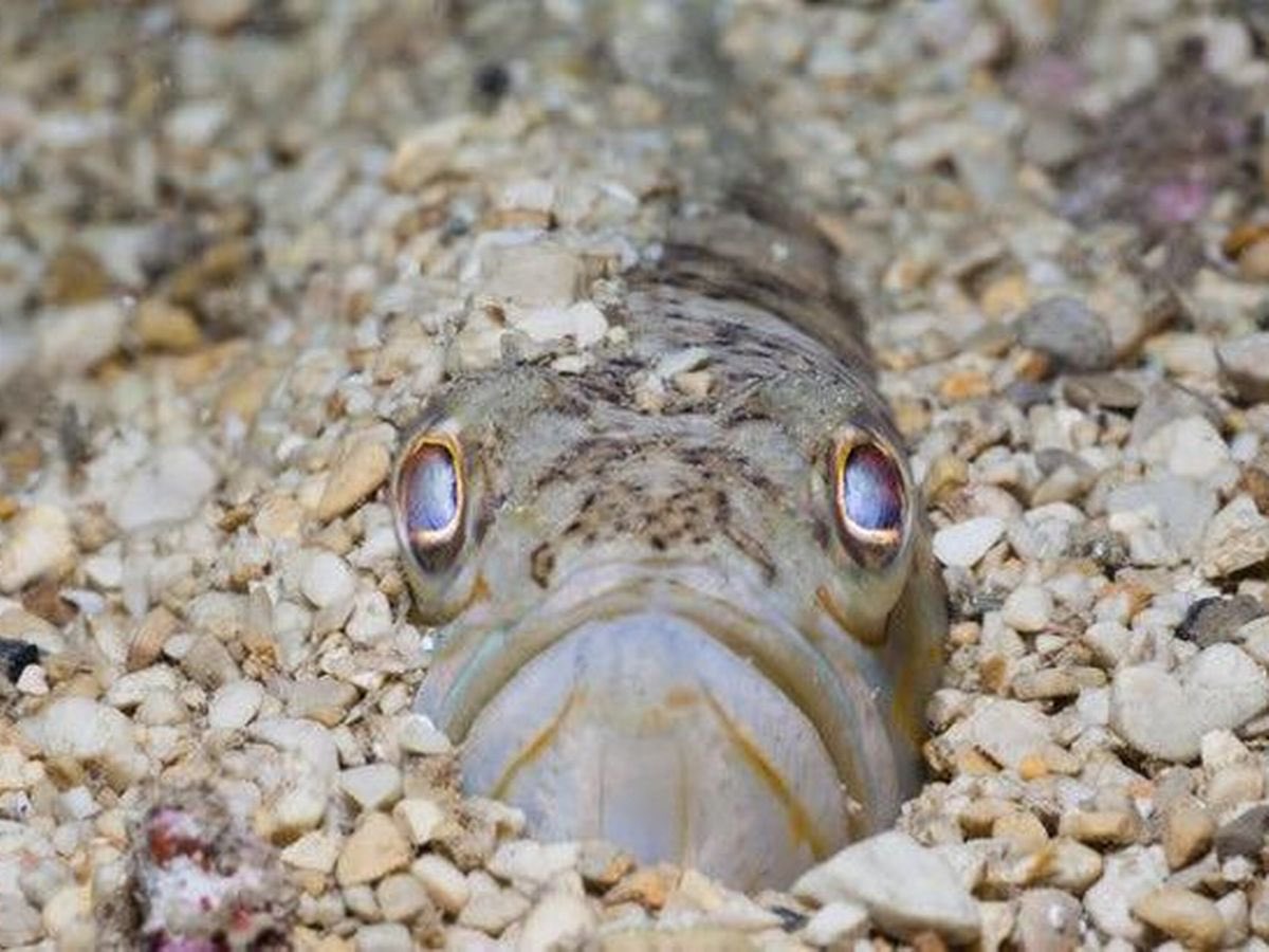 MacLeanKatie's tweet photo. Swim at #Cullen tonight, followed by a dash to @NHSGrampian Dr Greys tonight, curtesy of this wee critter. Watch out for #weeverfish along the #Moray coast as the sea warms up. Excruciating sting and venom - give me childbirth and a burst appendix any day 😵💫@discovercullen https://t.co/UXbraEqHsS