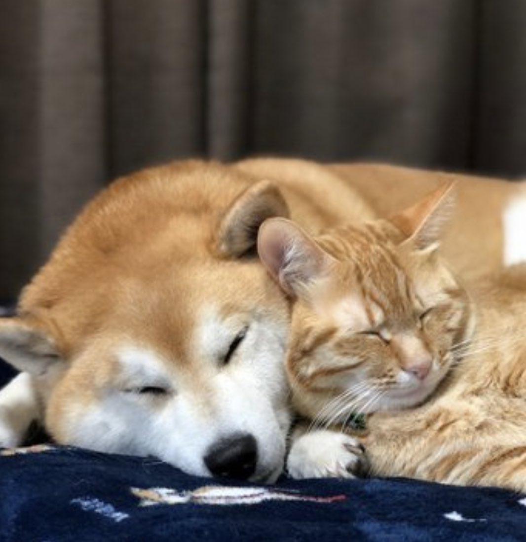 I love it when DOGS and CATS are Friends.