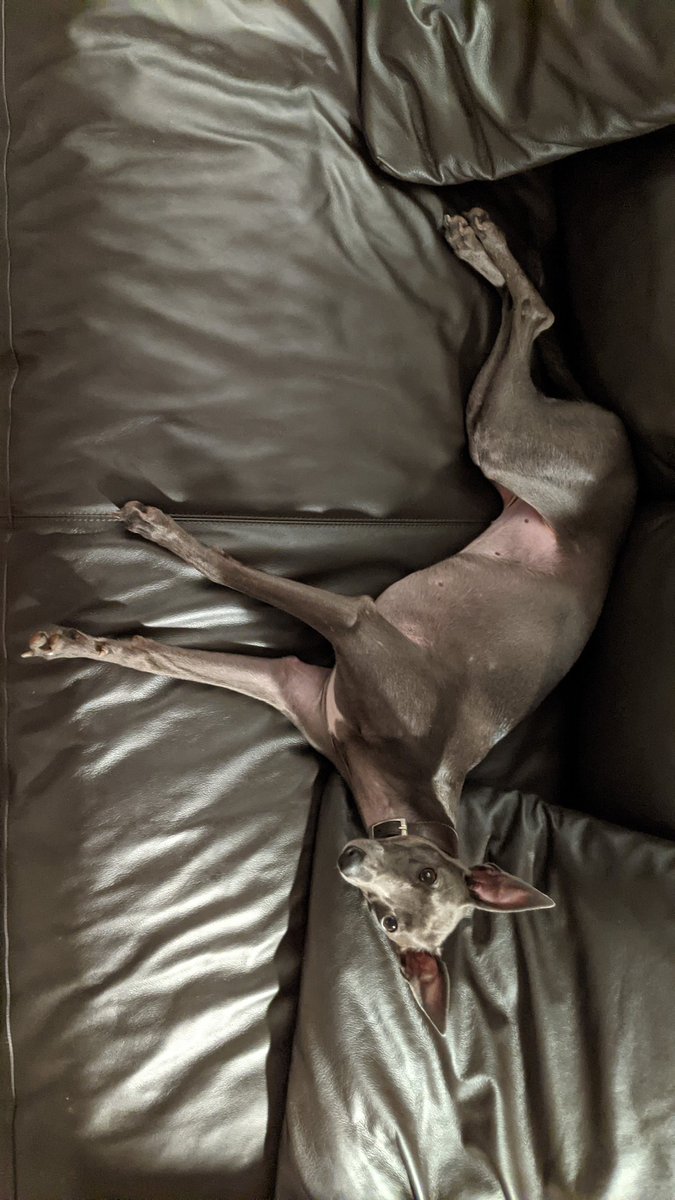 #whippet naked on black leather study 2