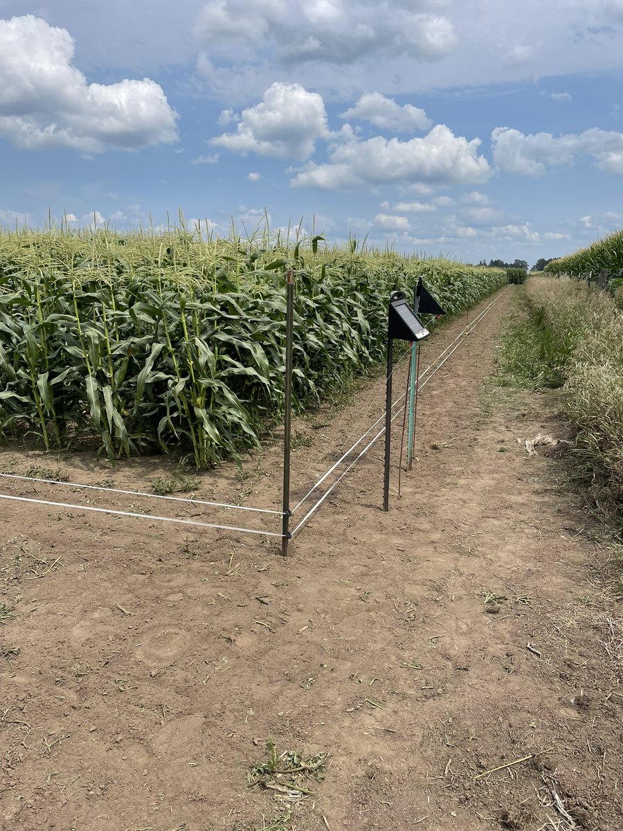 flanryz's tweet photo. Successful fence construction today at Arlington ARS.  Hopefully it keeps the only sweet corn plot in this area safe from those pesky raccoons. @Real_Team_Sweet https://t.co/q9BBpGUBiv