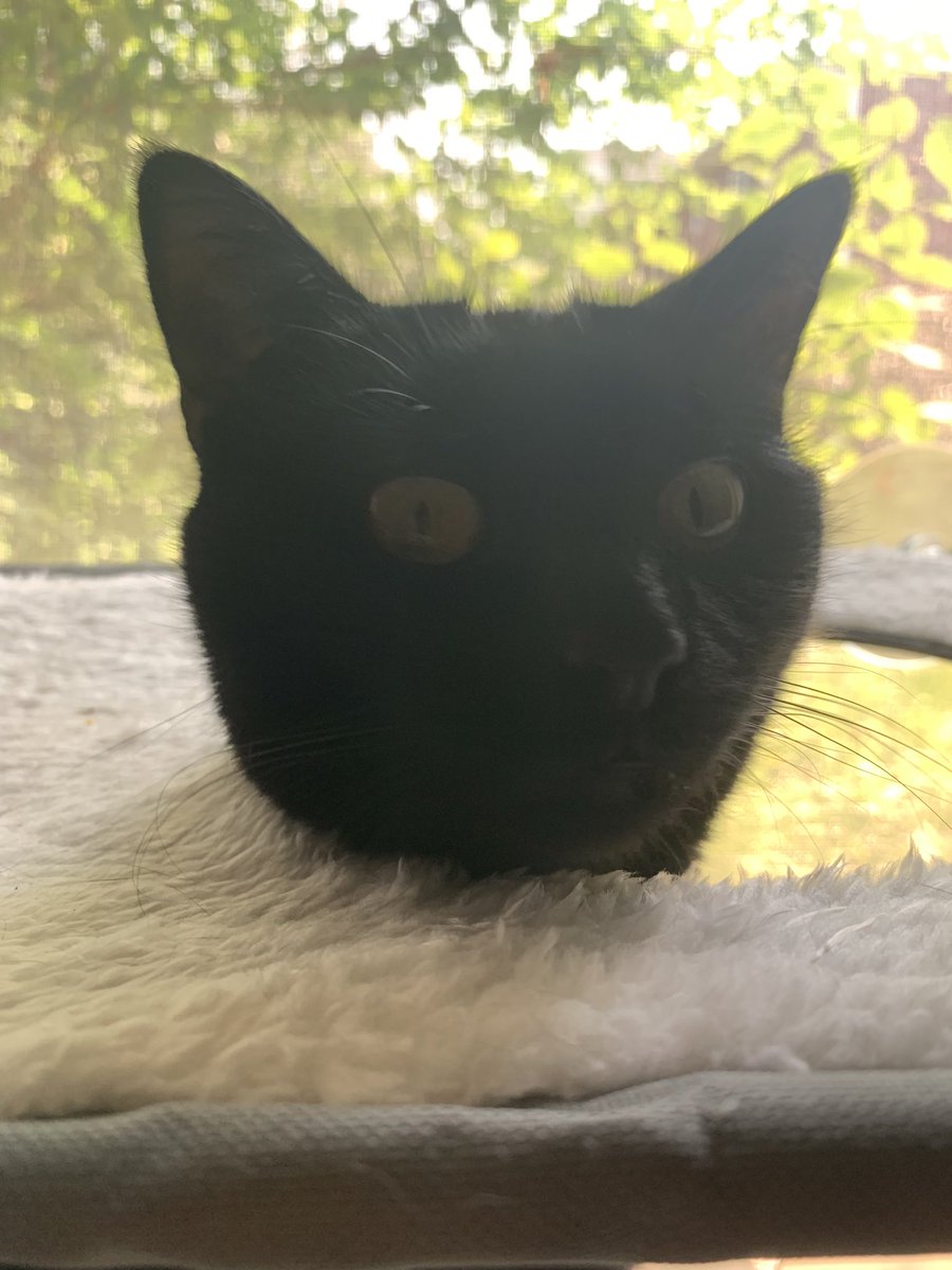 incampetent's tweet photo. Hey friends I just want to remind you that there is no stream tonight since I have a meeting for one of my classes. I’ll see you all soon though and here is a picture of my cats as compensation. https://t.co/u9VX0aN6DF