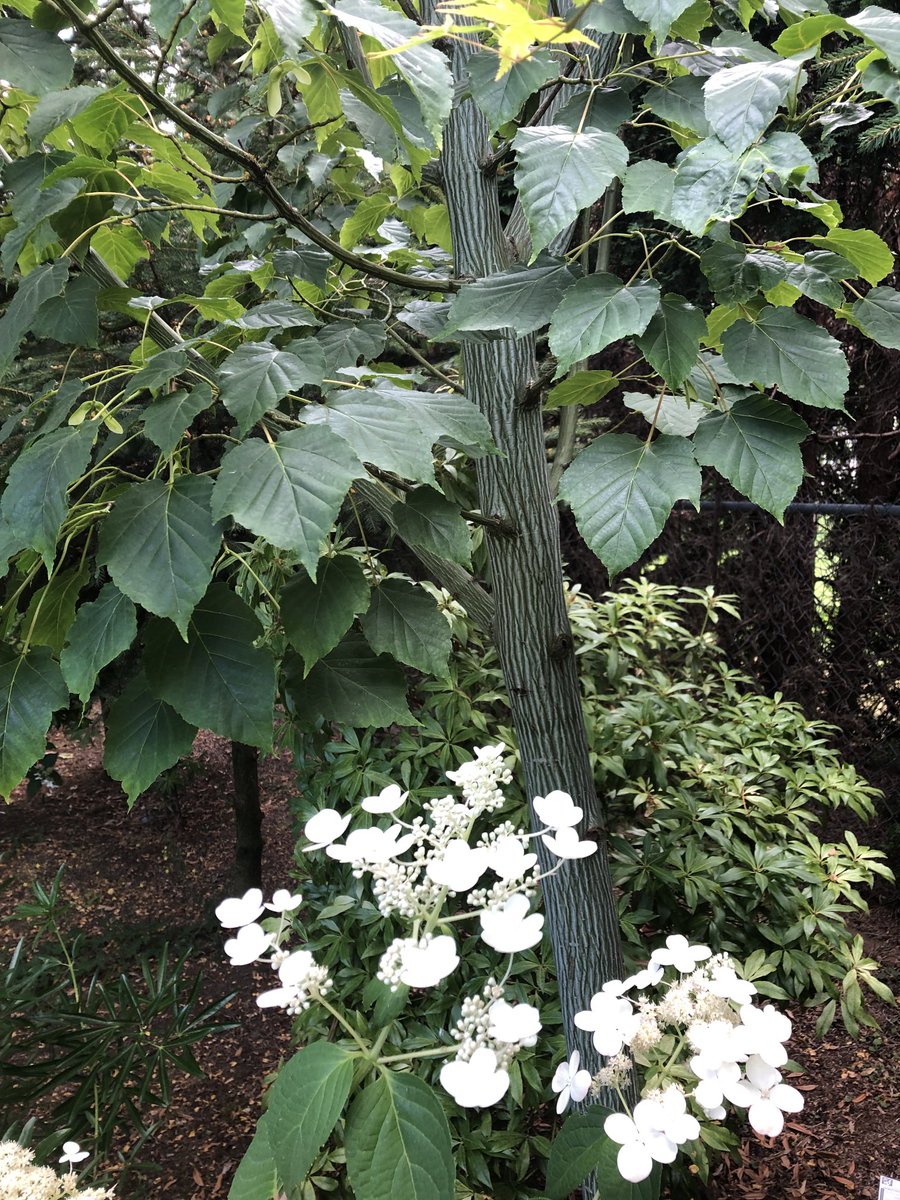tinykarin's tweet photo. So happy our young  snakebark maple is thriving 💚
#trees #snakebarkmaple 
#garden https://t.co/LbYDE53dLN