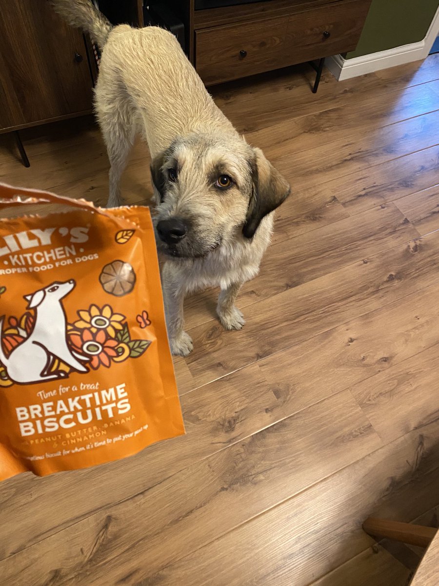 Henry is v happy with his delivery of @lilyskitchen treats from my lovely colleague @RoisReilly and Nora 🐶🦴