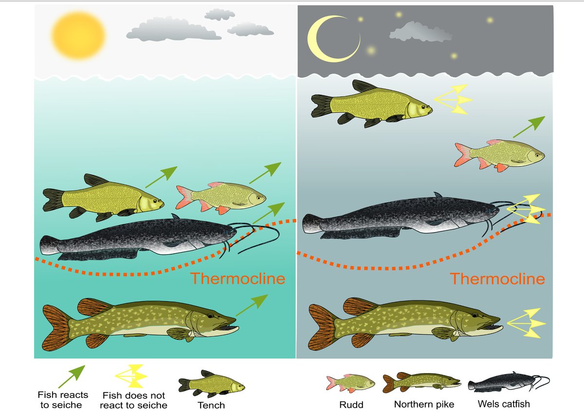 Our new #preprint on the influence of internal #seiche dynamics in #lakes on vertical movement of #fish is out in <a href="/biorxivpreprint/">bioRxiv</a> <a href="/biorxiv_ecology/">bioRxiv Ecology</a> biorxiv.org/content/10.110… #fishsci #fishtelemetry #telemetry #animaltracking #pike #welscatfish #tench #rudd #freshwater #ecology