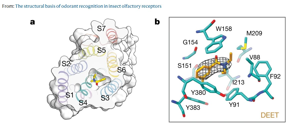 Leslie Vosshall PhD (@leslievosshall) on Twitter photo Tour-de-force paper from Josefina del Marmol and Vanessa Ruta <a href="/RockefellerUniv/">Rockefeller University</a>
The first structure of any odorant receptor binding a ligand. In this figure, the ligand is the bug spray DEET
rdcu.be/csbex Tour-de-force paper from Josefina del Marmol and Vanessa Ruta <a href="/RockefellerUniv/">Rockefeller University</a>
The first structure of any odorant receptor binding a ligand. In this figure, the ligand is the bug spray DEET
rdcu.be/csbex