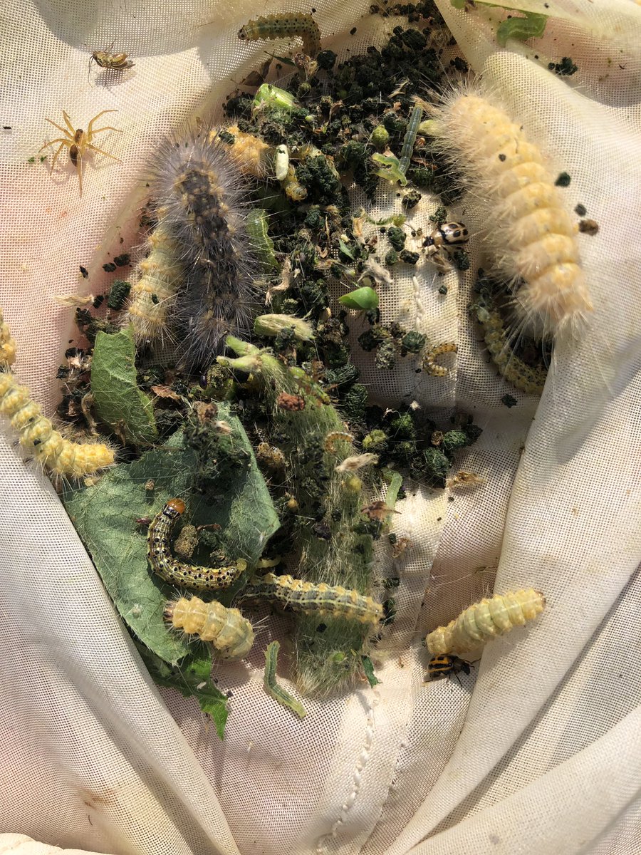 Pic was just sent to me. We have had a lot of saltmarsh caterpillars this year.