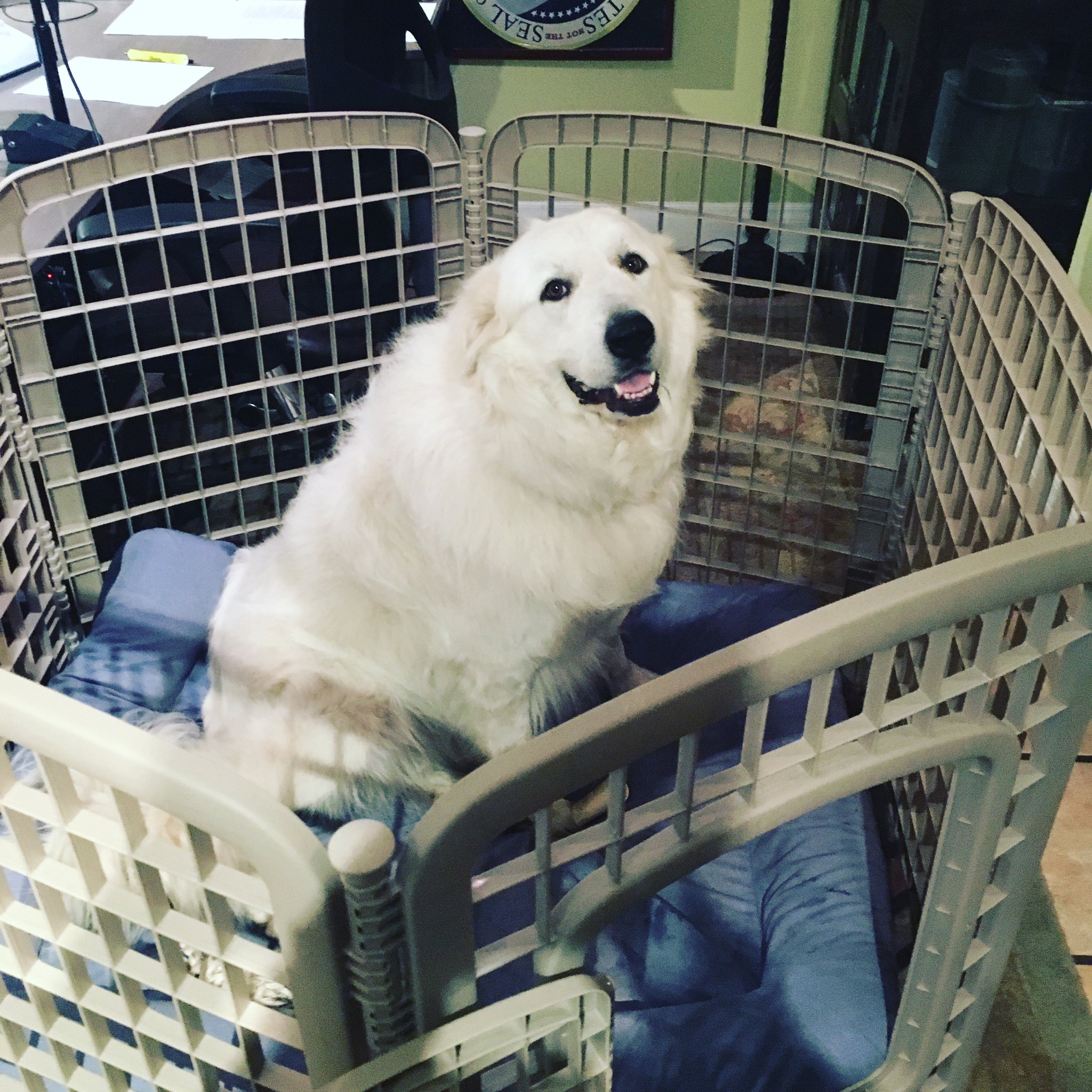 What Happened To The Dog House Radio Show