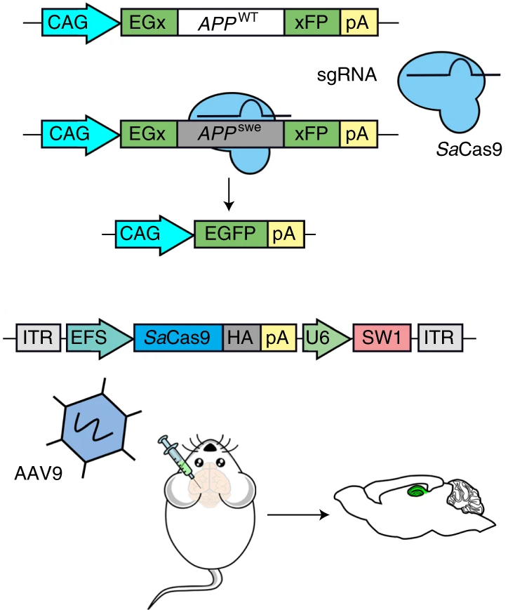 emulenews's tweet photo. #NatureBiomedicalEngineering Brain-wide Cas9-mediated cleavage of a gene causing familial Alzheimer’s disease alleviates amyloid-related pathologies in mice https://t.co/Grwib6VKPL CRISPR–Cas9 delivered intravenously via a modified adeno-associated virus cc @EDocet @LluisMontoliu https://t.co/C3PNW8JAaq