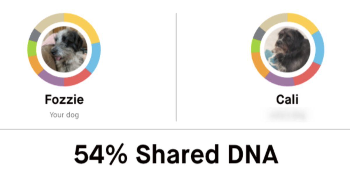 Cute_Data's tweet image. Hello internet, I would just like to share that I got my dog DNA tested through @embarkvet and found what I believe to be Fozzie&apos;s long lost litter mate or possibly his mother?!😍🥰💖💖💖