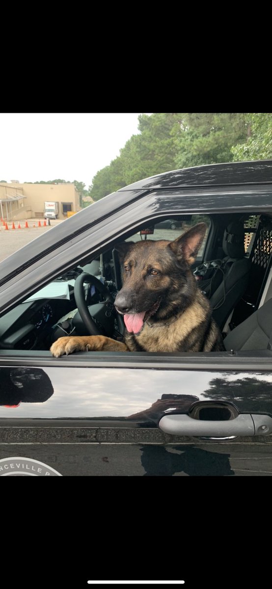 #K9Ali said he wants to drive. Who am I to argue #NitedogK9