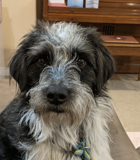 Cute_Data's tweet image. Hello internet, I would just like to share that I got my dog DNA tested through @embarkvet and found what I believe to be Fozzie&apos;s long lost litter mate or possibly his mother?!😍🥰💖💖💖