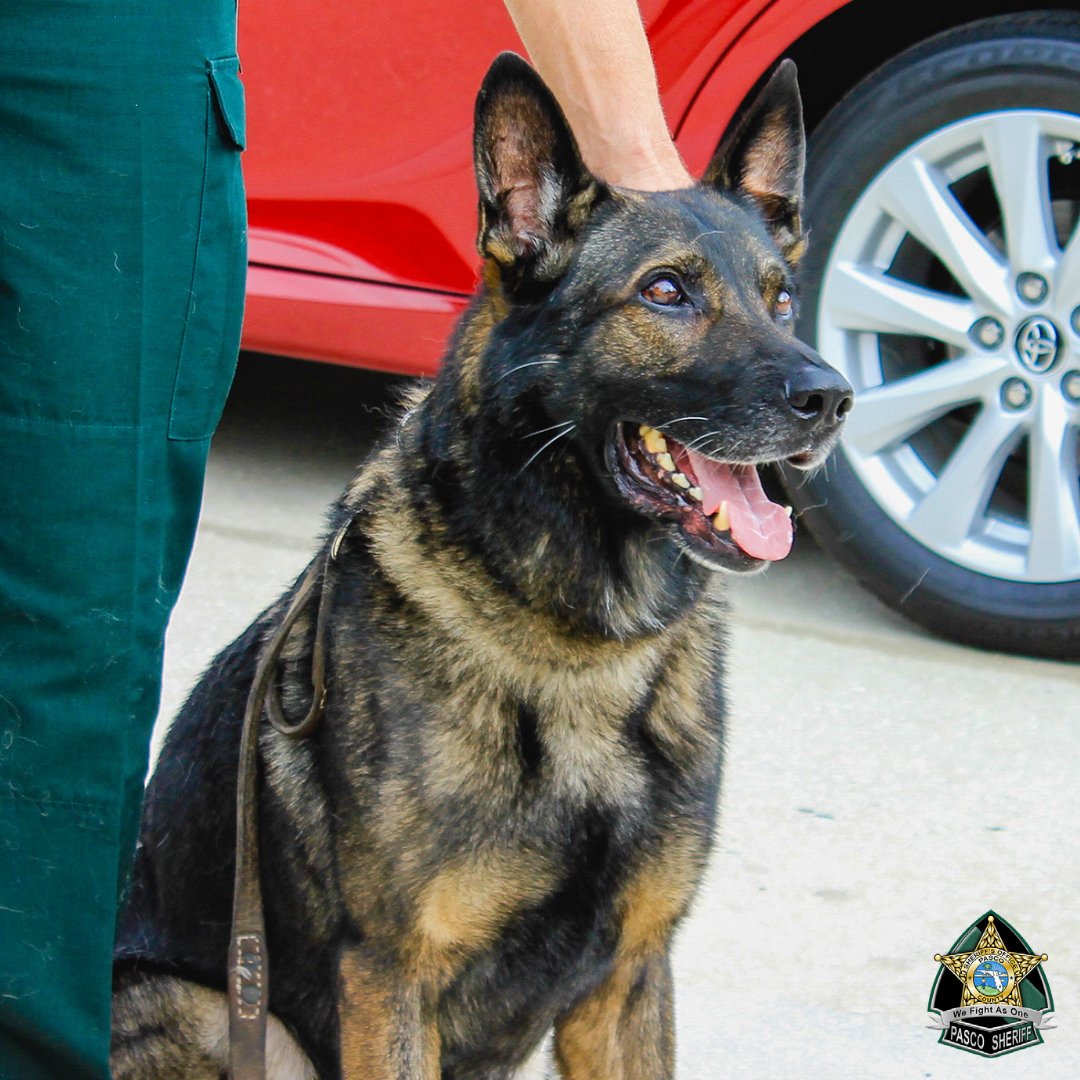 PascoSheriff's tweet photo. Today marks K9 Shep’s sixth year of working at the PSO! K9 Shep specialties are patrol work &amp; illegal narcotics detection. In his time at the PSO, Shep has located many people &amp; helped keep dangerous drugs off the streets. We’re grateful for his dedication to keeping Pasco safe! https://t.co/Jlp0ZBnzp0