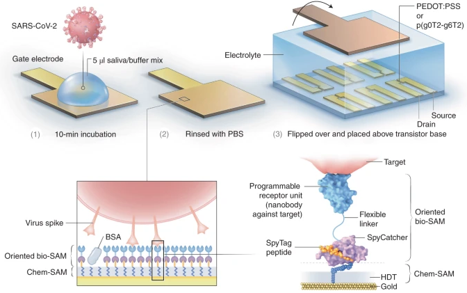 emulenews's tweet photo. #NatureBiomedicalEngineering Rapid single-molecule detection of COVID-19 and MERS antigens via nanobody-functionalized organic electrochemical transistors https://t.co/IxY0xeyJzs https://t.co/g7wLtuiRuw