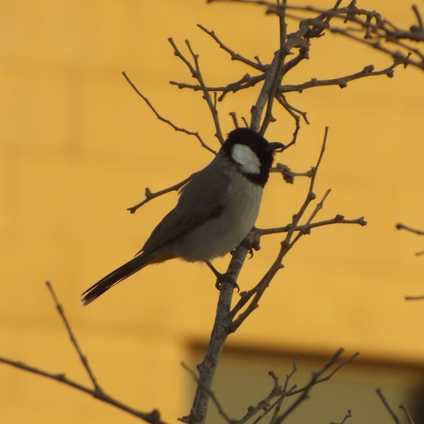 TimSBrown's tweet image. Goodbye, Baghdad. ift.tt/2WTOrkZ