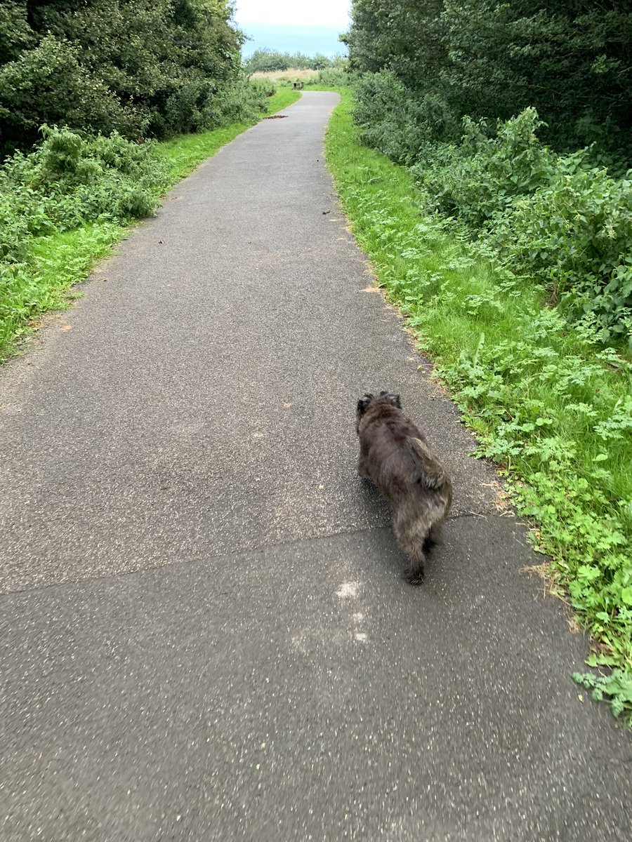 #NursesActive #DoggyWalkies #RodneyGibbons