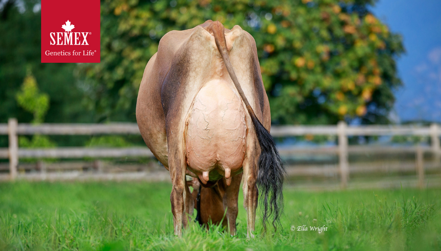 Semex's tweet photo. ๐ฅ๐ #hotbullsummer ๐ ๐ฅ 0200JE01297 Sunny Hill Air (Jordan x Notepad x Mantra) a ShowTimeโข & A2A2. His dam pictured here is Sunnyhill Notepad Armadillo VG-88, 2020 Res Grand, Westerner Championship Jersey Show with over 20,000 kgs in 2 lac to date!
#semexgfl #jerseysrock https://t.co/ZIwYkY1W99