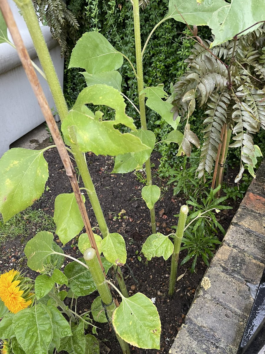 There were 5 lovely sunflowers here yesterday. Some utter cheapskate has stolen 2!! What kind of person steals sunflowers from a front garden??!! The whole street were enjoying these. Speechless. #tufnellpark #summer #sunflower #crimescene