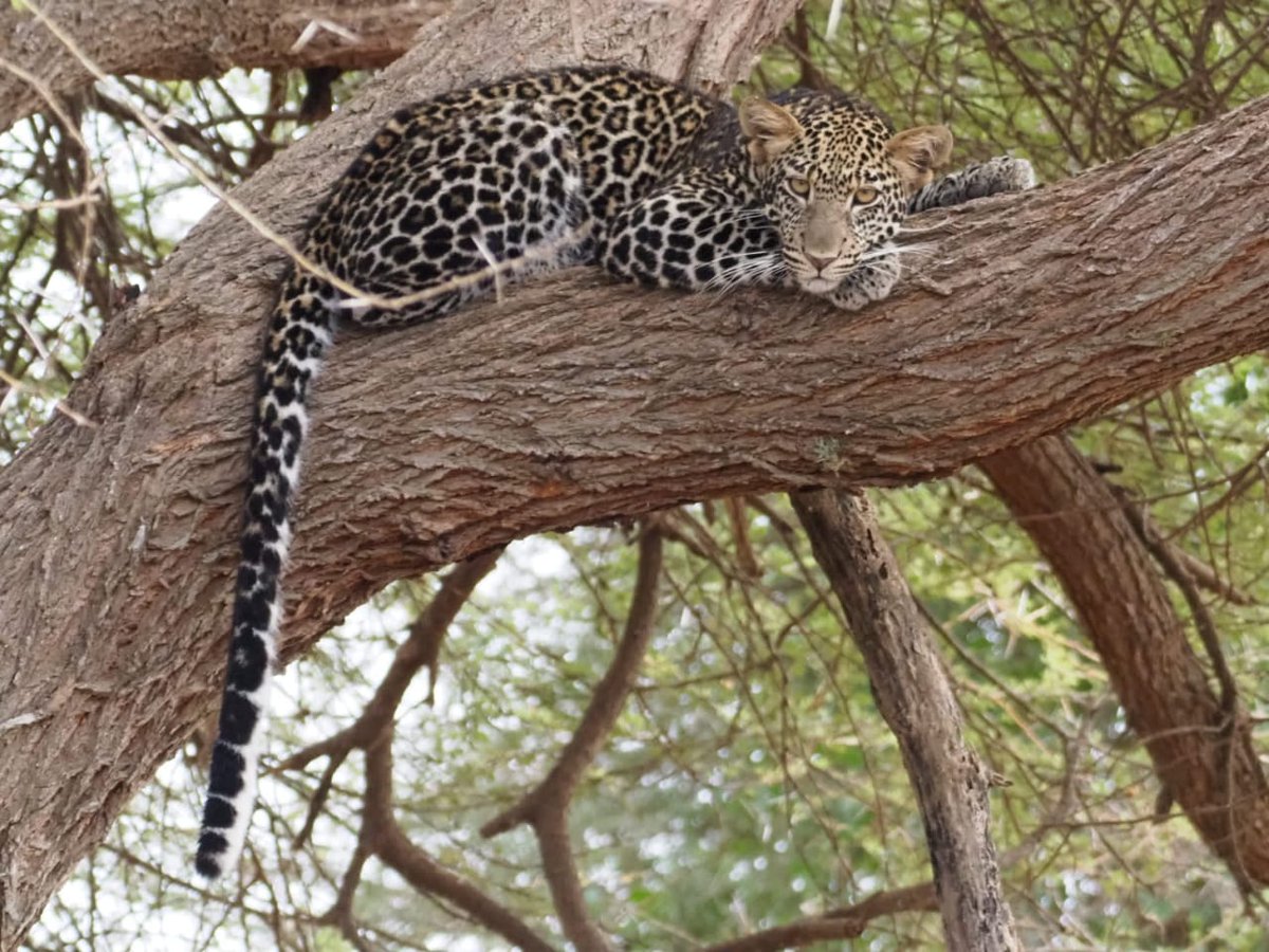 KilimaTravels's tweet photo. Take a walk on the wild side and spot some of the big five 🐆📷 https://t.co/7moXDic4RF