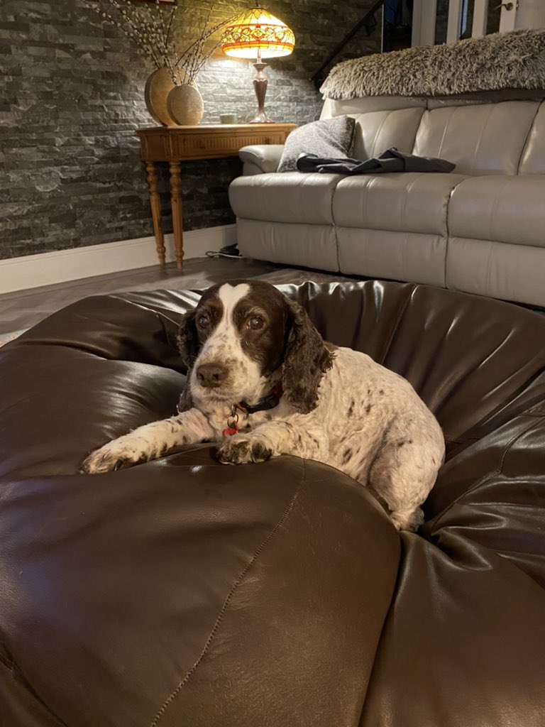 SpanielsSuper's tweet photo. I have just been proper conned 🥺 I was happily snuggled up on the beanbag, then Snoopy went to mum for a cuddle &amp; a big fuss, I got a bit worried I was missing out, so I went over…. Snoopy shot over to the beanbag 😳.. now I’ve lost out 😤#Fooled #HeGotMe #LostOut https://t.co/sKlGKJcP3V