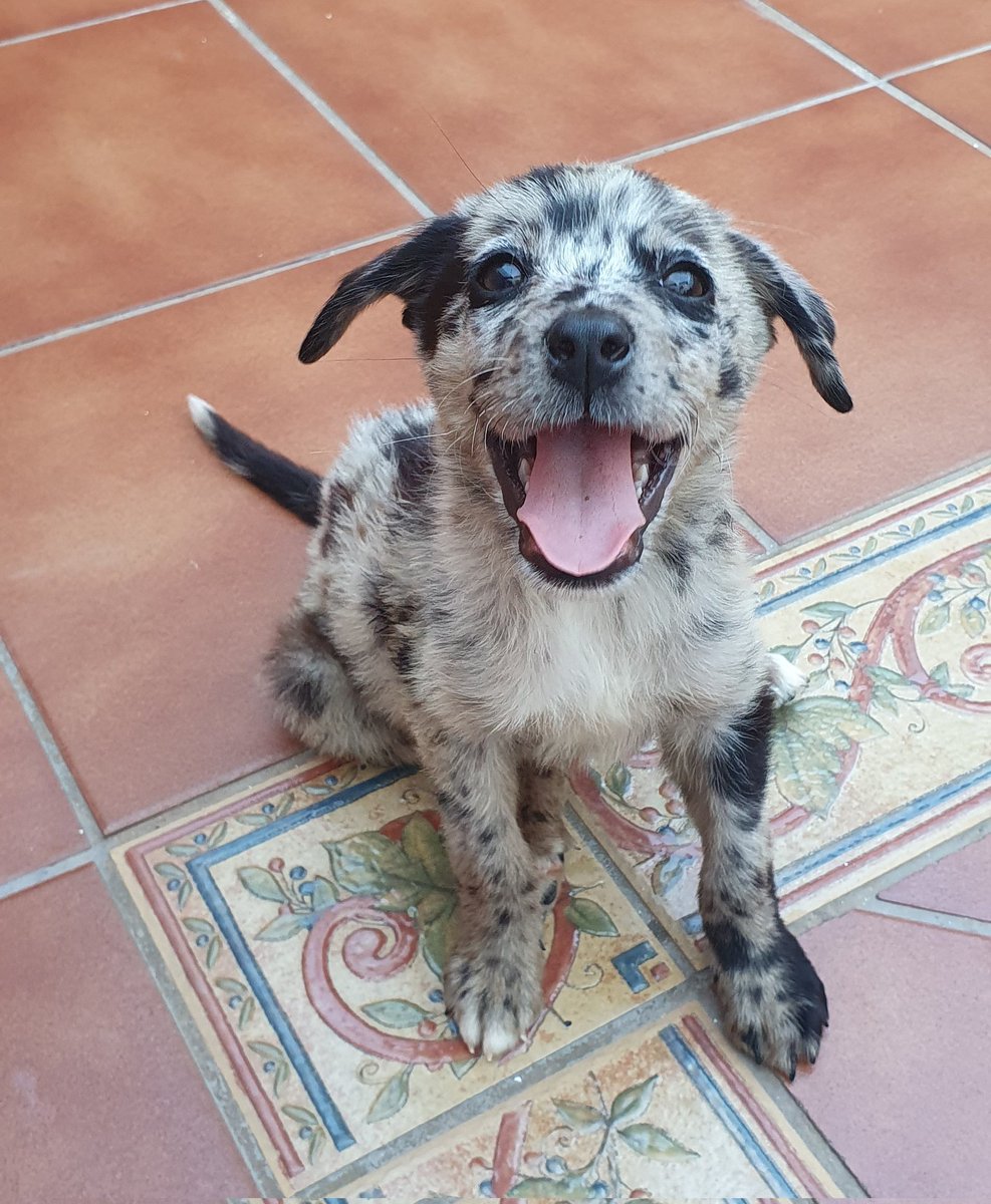 findyowayback's tweet photo. Menos mal que hoy hemos recogido a Galleta Greta aka Gigi,una perrita que encontramos abandonada en mitad del campo y que hoy por fin hemos podido traer a casa 💗💗💗💗 https://t.co/iGXlEIJXqq