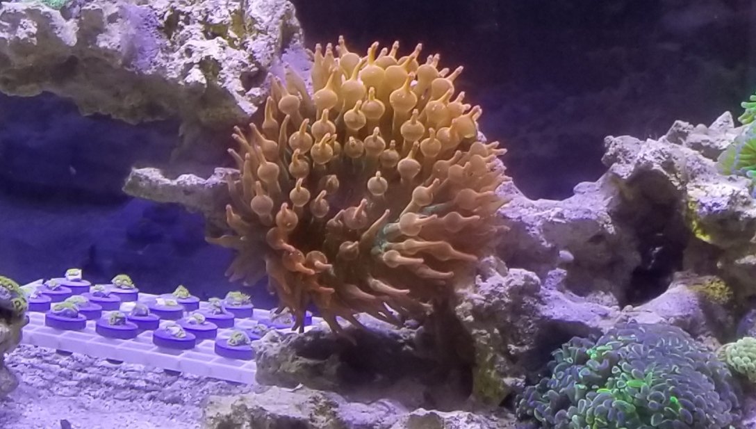 sharks3dgirl's tweet photo. I enjoyed having this large rainbow anemone last night but it's double the fun having twins today.
-
-
-
-
#anemone #aquarium #coral #fishtank #lps #marineaquarium #redseareefer #reef #reeftank #sps #saltwateraquarium https://t.co/HaYHdDDXHB