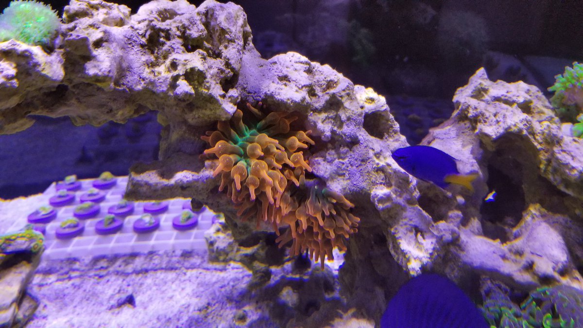 sharks3dgirl's tweet photo. I enjoyed having this large rainbow anemone last night but it's double the fun having twins today.
-
-
-
-
#anemone #aquarium #coral #fishtank #lps #marineaquarium #redseareefer #reef #reeftank #sps #saltwateraquarium https://t.co/HaYHdDDXHB