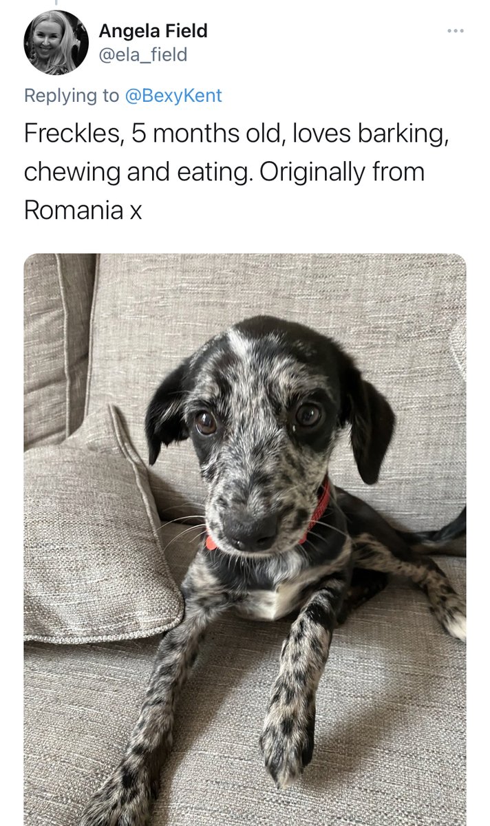 BuzzFeed tweet media